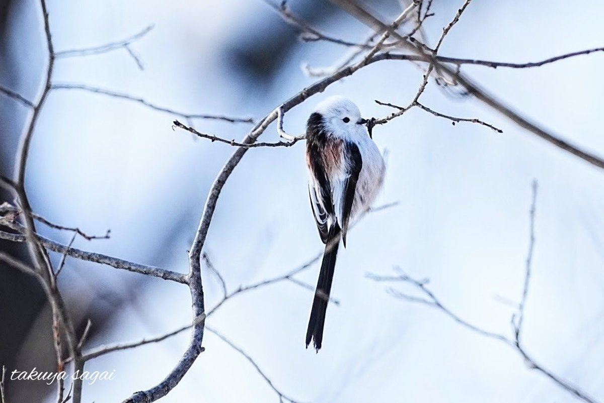 細い枝もなんのその。 シマエナガさん。 #動物 #北海道 #鳥 #冬