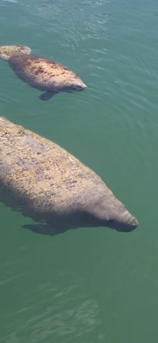 This manatee and her calf come take a nap in front of my place every day. :)