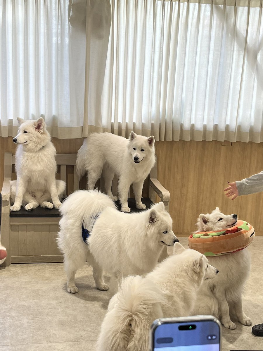 Nitamago_spoon's tweet photo. サモエDo https://t.co/kBcDFlsfeN