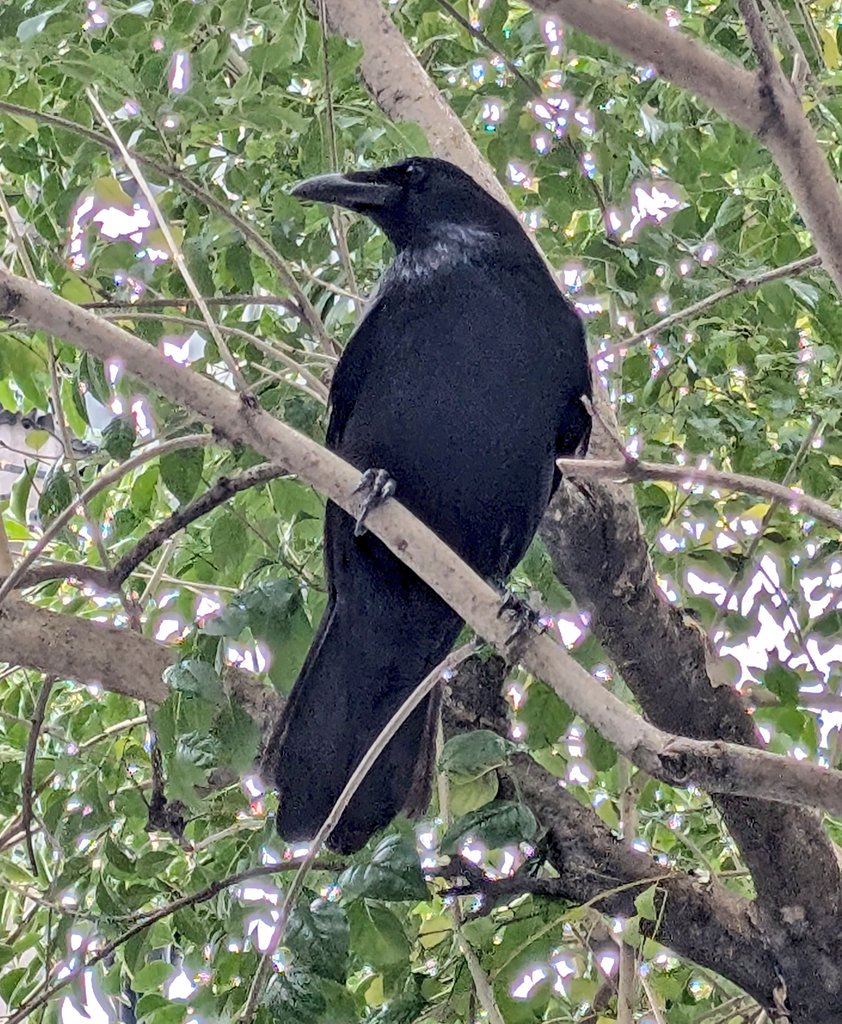 おはオオハシです🕊️
本日臨時休業となります。お休み中に頂いたご注文、お問い合わせにつきましては明日2/17(火)以降の対応となります。ご了承くださいませ。