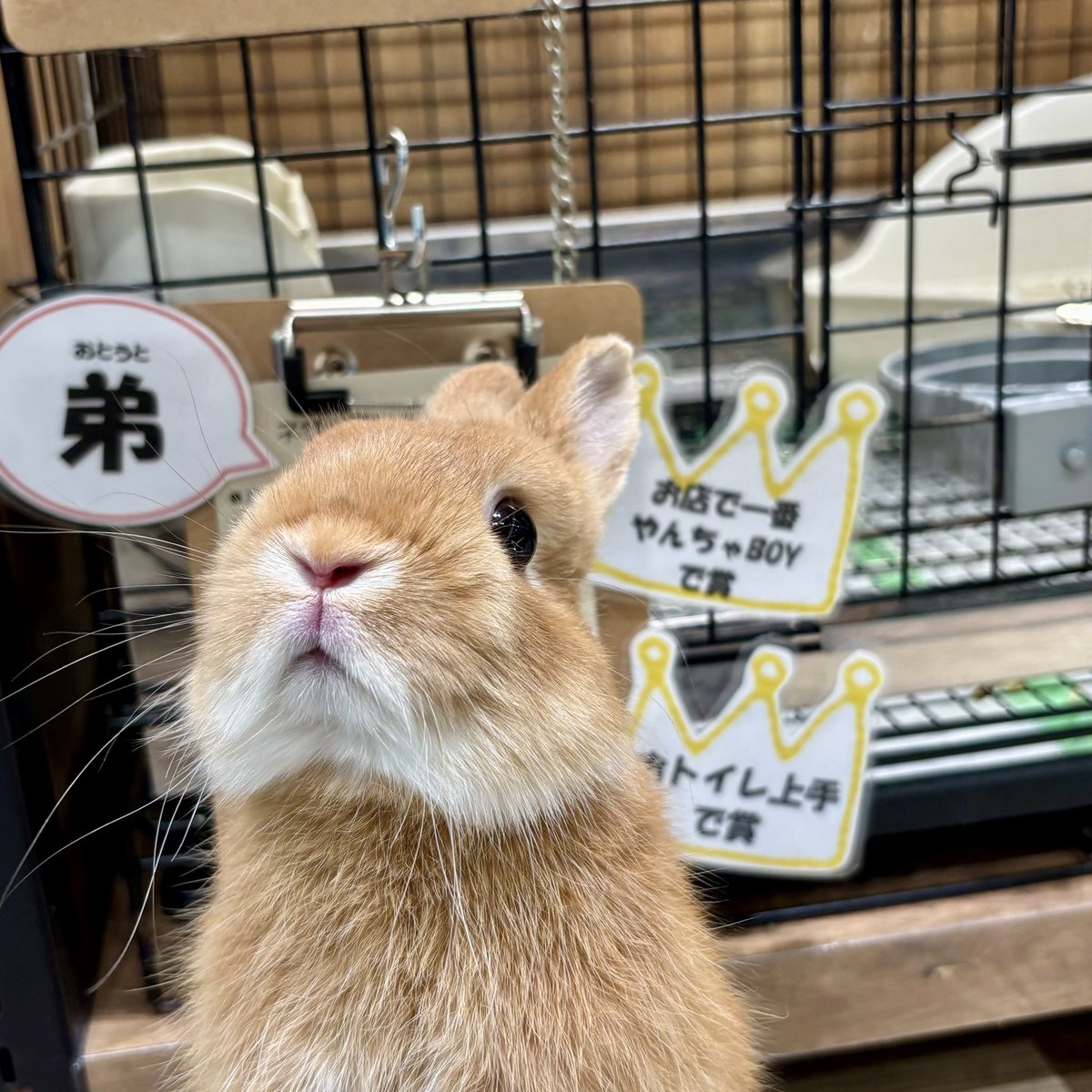 ぼくいっぱい表彰されちゃいました😤✨ #うさぎ #うさぎのしっぽ #南