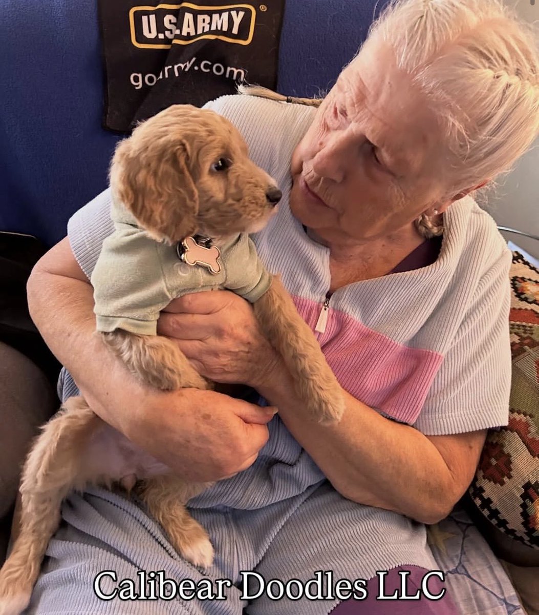 sadistrangman's tweet photo. Still have 6 #goldendoodles all girls 🥰💌! They are potty trained already and will be vaccinated before going to their forever homes!💗 if serous please DM me! Located El Cajon! #multigenerationaldoodle 
#doubledoodle #blondies https://t.co/g2EfRJrlkH