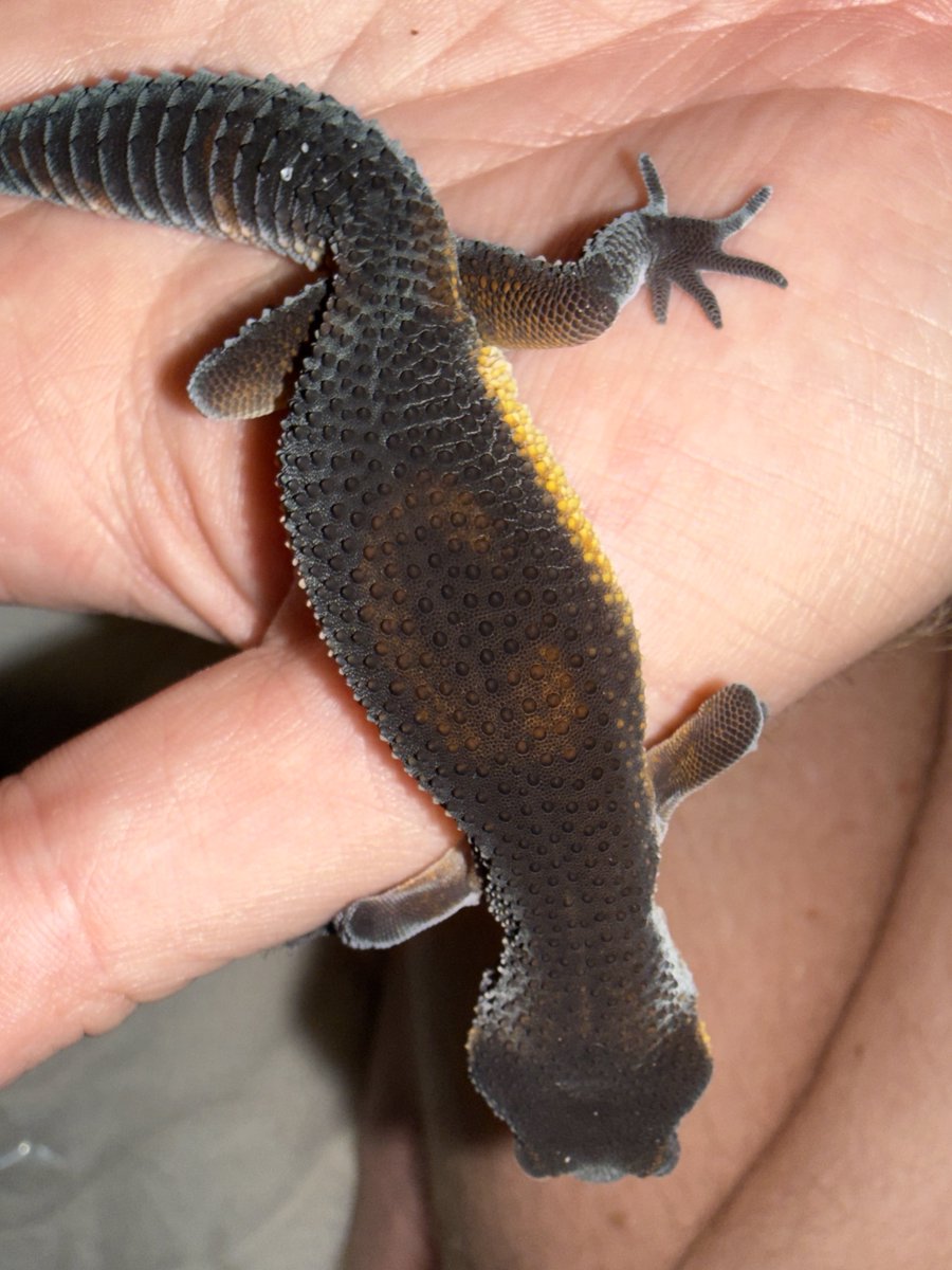 Aaron Jousiffe tweet media