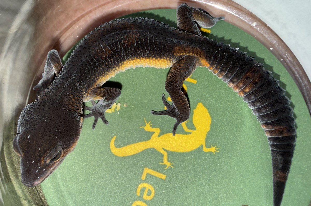 Aaron Jousiffe tweet media