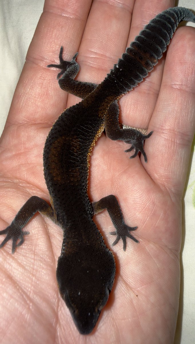 Aaron Jousiffe tweet media