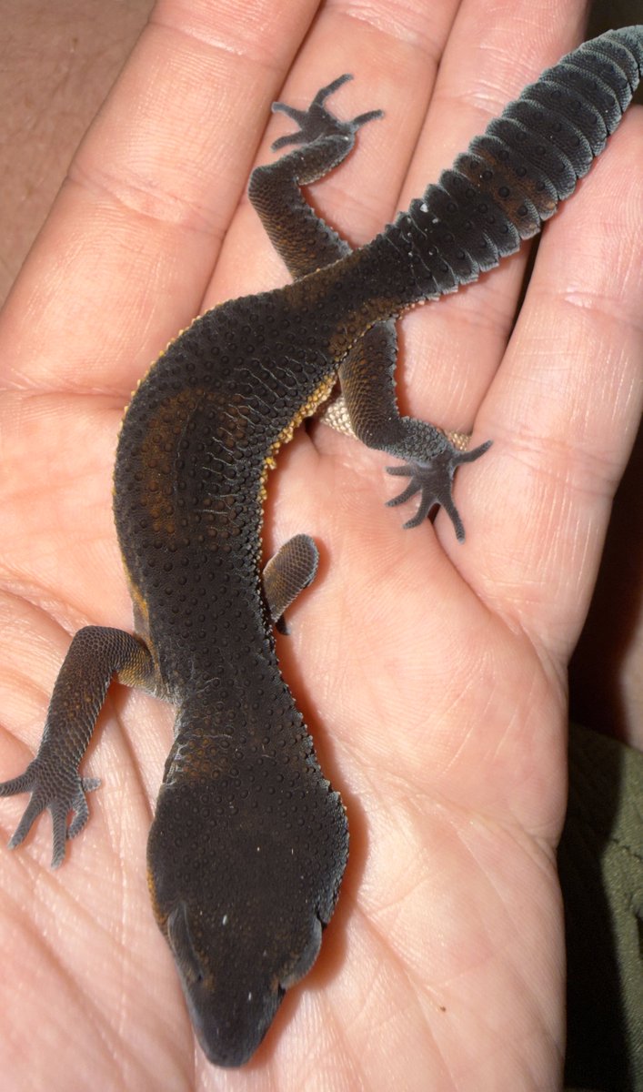 Aaron Jousiffe tweet media