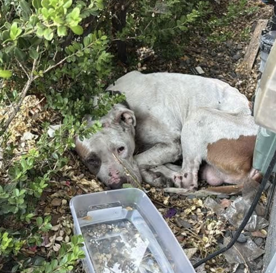 JoeyTuccio tweet media