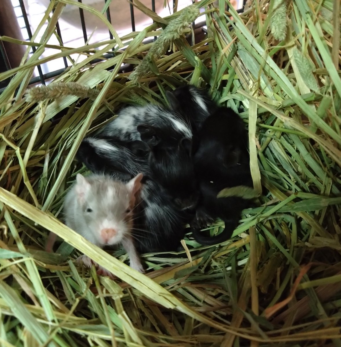 2/13生まれの赤ちゃん達も今のところ母子共に大丈夫そうです。
約1年振りのベビーラッシュなので気を引き締めて引き続きしっかり管理して行きます。
※現在販売可能なデグーはおりません。
皆さんの管理開始〜