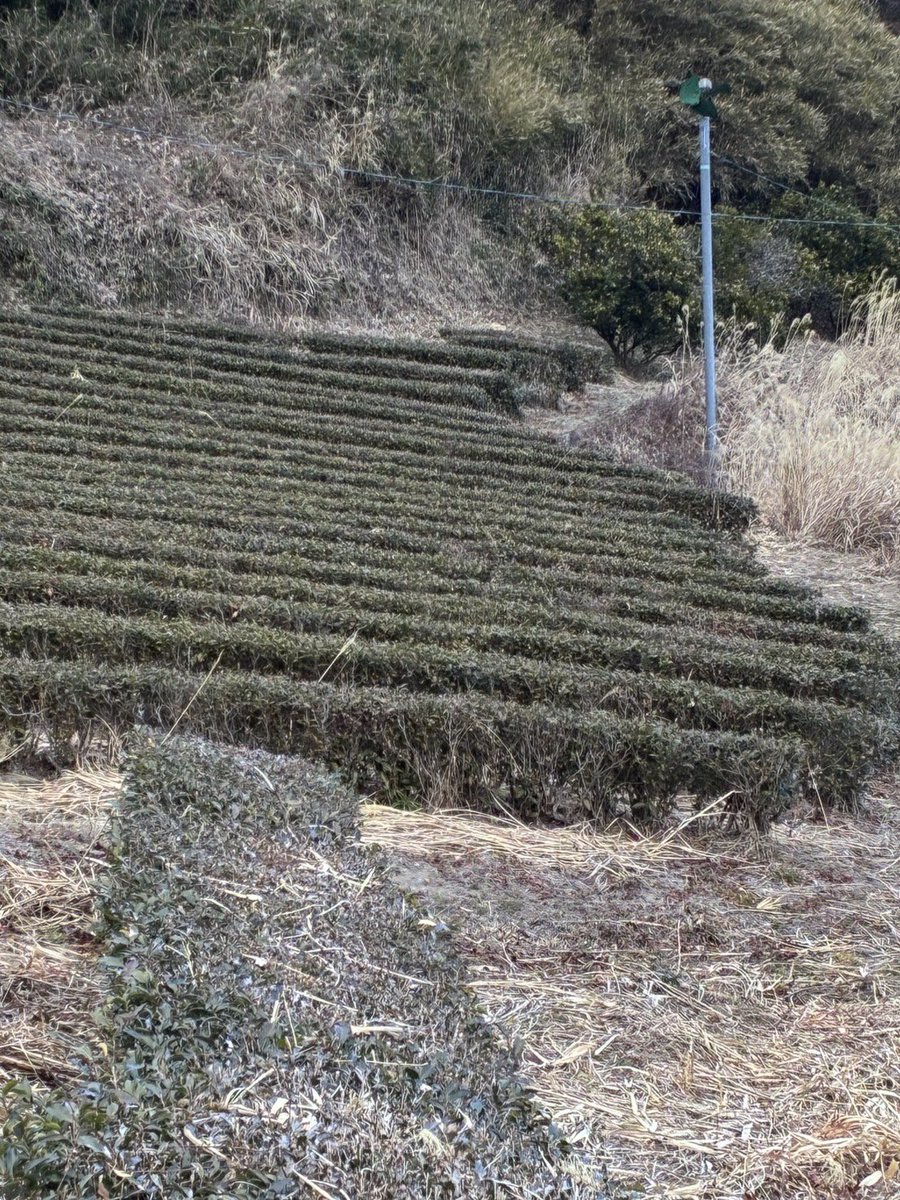 ochafarm's tweet photo. 🍃⛄️🍃
2月のお茶畑の様子です。
やはり新茶の美しい黄緑と違って、体力温存しようとしている色味です。春が待ち遠しい〜

杉本園の山の中には小さなお茶畑が点々とあります。
ここの茶畑は面積も狭くて傾斜地なので、なかなか管理が大変です。それでも
「地元の田畑が荒れるのは辛いから育て続けたいんだよ」と父芳樹。

杉本園の茶畑だけでなく、ご近所さんから「うちのところも管理してくれない？」と頼まれる事があり、育てにくいような畑でも少年時代の景観を甦らせたいからとお茶畑を作っています。

今年の春はどんな新茶になるのかね？楽しみです😌

#無農薬茶 #無農薬 #自然栽培 #緑茶 #お���し商品あります