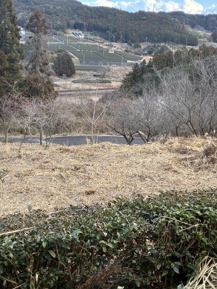 ochafarm's tweet photo. 🍃⛄️🍃
2月のお茶畑の様子です。
やはり新茶の美しい黄緑と違って、体力温存しようとしている色味です。春が待ち遠しい〜

杉本園の山の中には小さなお茶畑が点々とあります。
ここの茶畑は面積も狭くて傾斜地なので、なかなか管理が大変です。それでも
「地元の田畑が荒れるのは辛いから育て続けたいんだよ」と父芳樹。

杉本園の茶畑だけでなく、ご近所さんから「うちのところも管理してくれない？」と頼まれる事があり、育てにくいような畑でも少年時代の景観を甦らせたいからとお茶畑を作っています。

今年の春はどんな新茶になるのかね？楽しみです😌

#無農薬茶 #無農薬 #自然栽培 #緑茶 #お���し商品あります