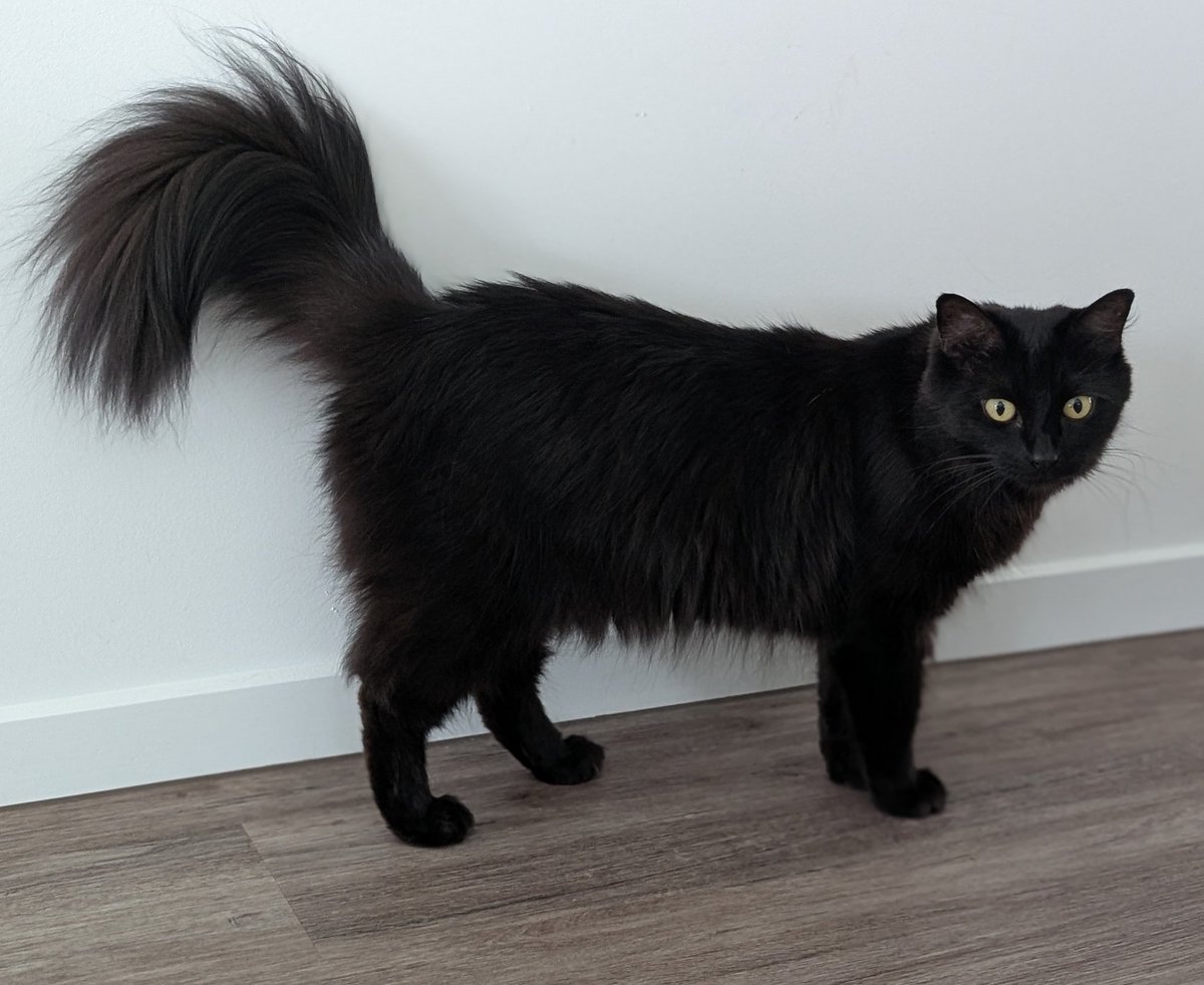 すべてが完璧なモアさん見て📝🐈‍⬛✨✨