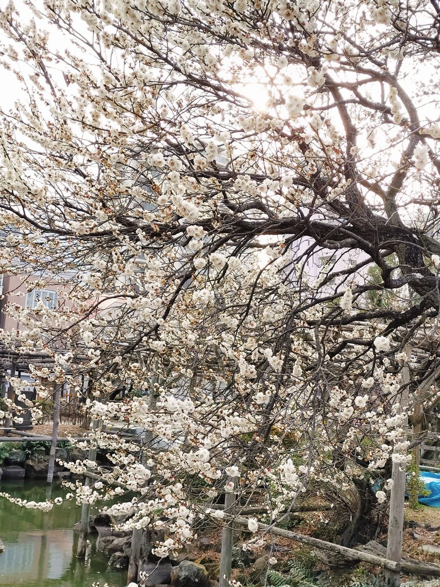 【亀戸天神梅まつり】
だいぶ咲きました！
特にしだれ梅は見頃の木もあります。
蕾をつけた遅咲きの梅もあるので、まだまだ楽しめそうです。
＃亀戸天神　＃梅まつり