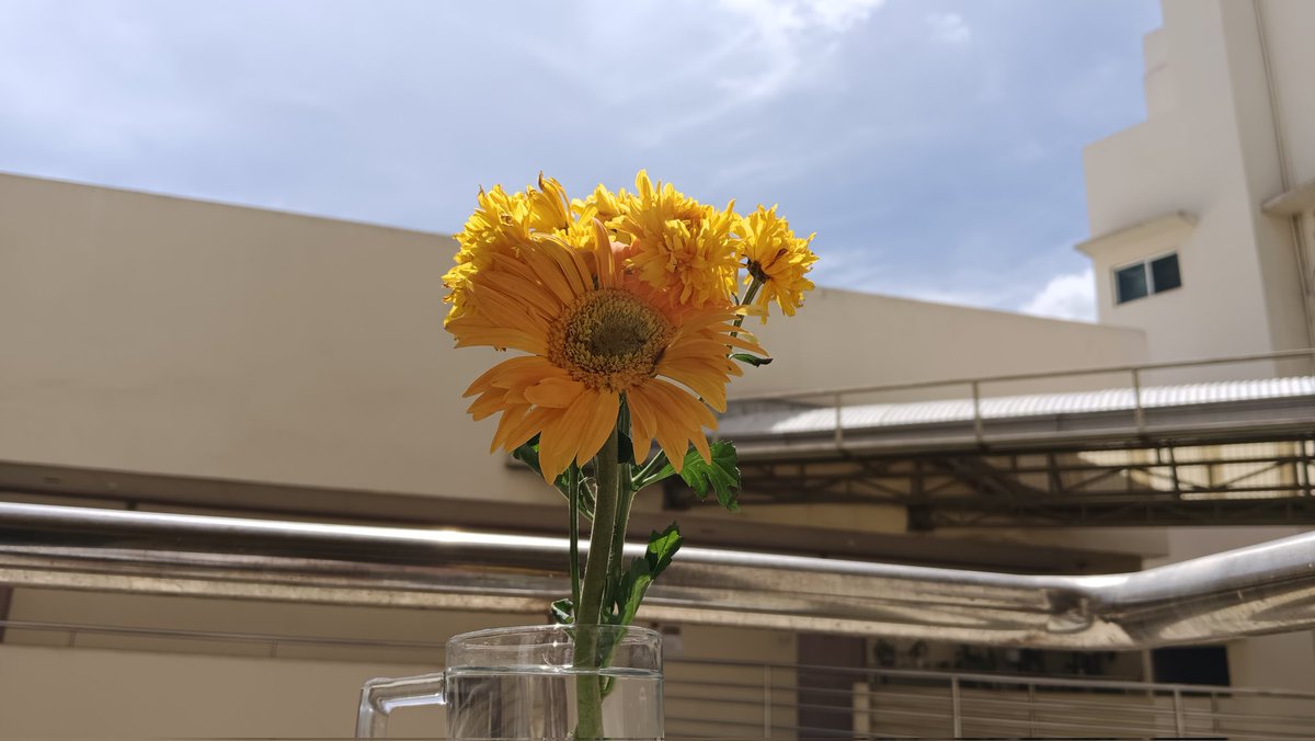cebuyuki's tweet photo. 花が枯れてなくなるのが嫌なのでここに置いておきます https://t.co/MJczJOjJX4