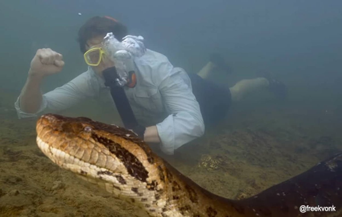 【いま読まれています】
アマゾンで世界最大級のヘビ「アナコンダ」の新種が発見される
karapaia.com/archives/52329…