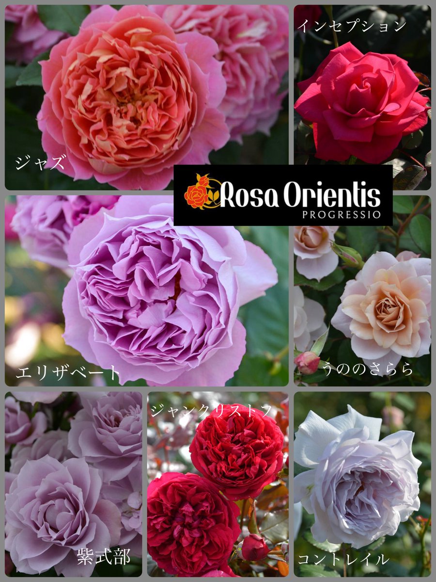 【新作入荷】バラ可能 2 ガーデンセンター情報】 🌹 ＃バラ 入荷案内🌹 バイヤーのイチオシ