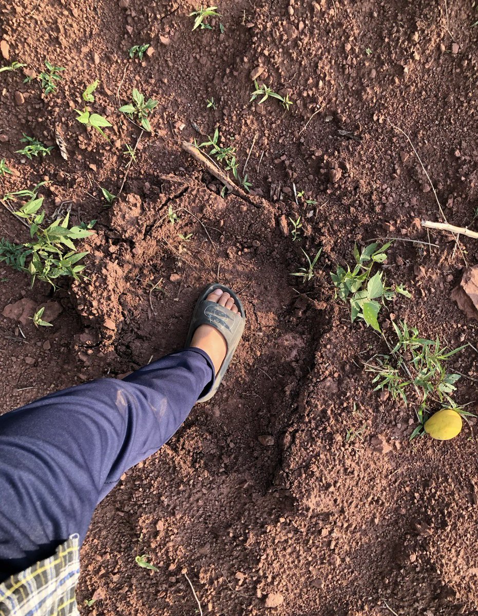 รู้ไหมว่าความเสียหายที่เกิดจากช้างสามารถเรียกค่าเสียหายได้ ครอบครัวเราไม่เคยเรียกค่าเสียหายเลยสักครั้ง  ไร่เราโดนประจำแต่ต้องเข้าใจว่าเรามาอยู่ใกล้พื้นที่เขาเอง เพราะฉะนั้นจะโทษเขาไม่ได้ ขอให้มีบทลงโทษสำหรับเรื่องพี่หูพับนะ #สีดอหูพับ