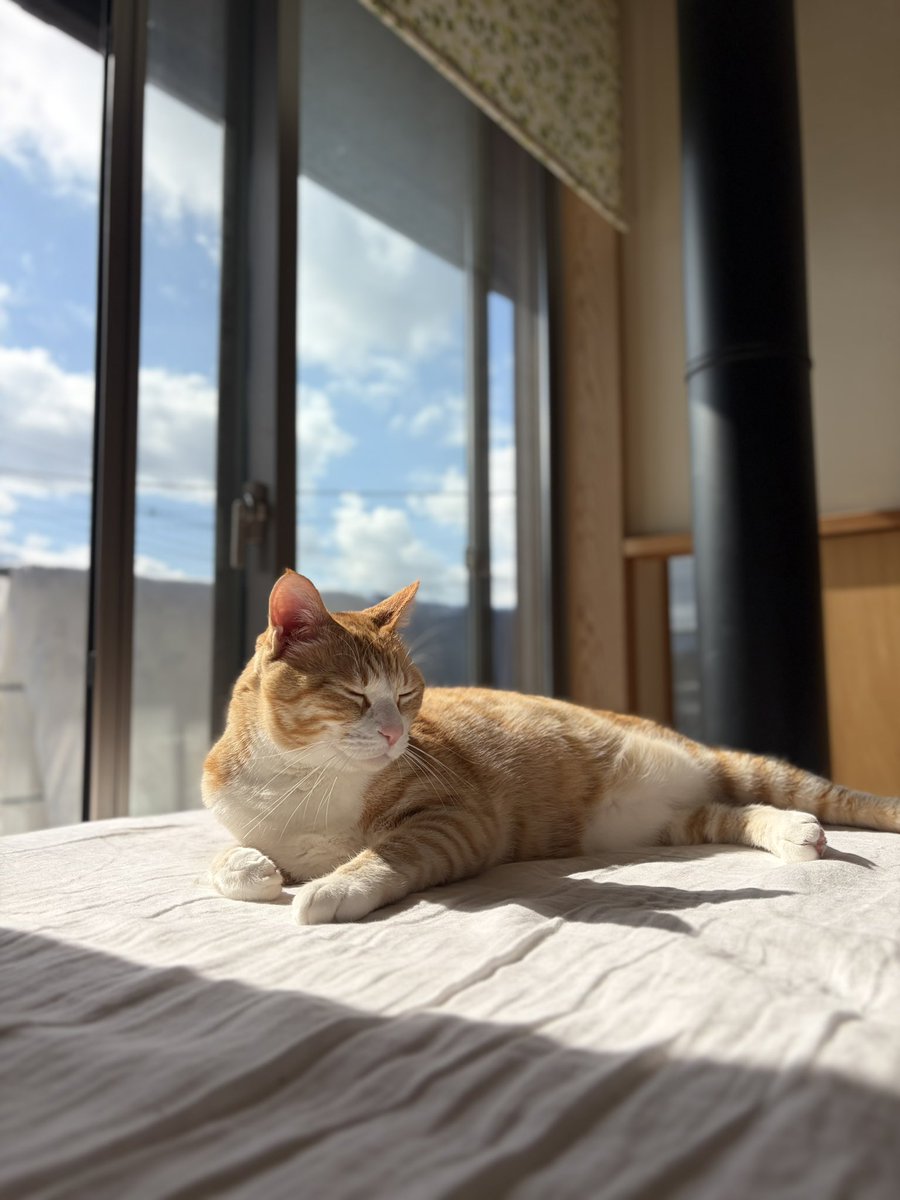 主が布団干していると
必ず寝室に現れるニャンコ