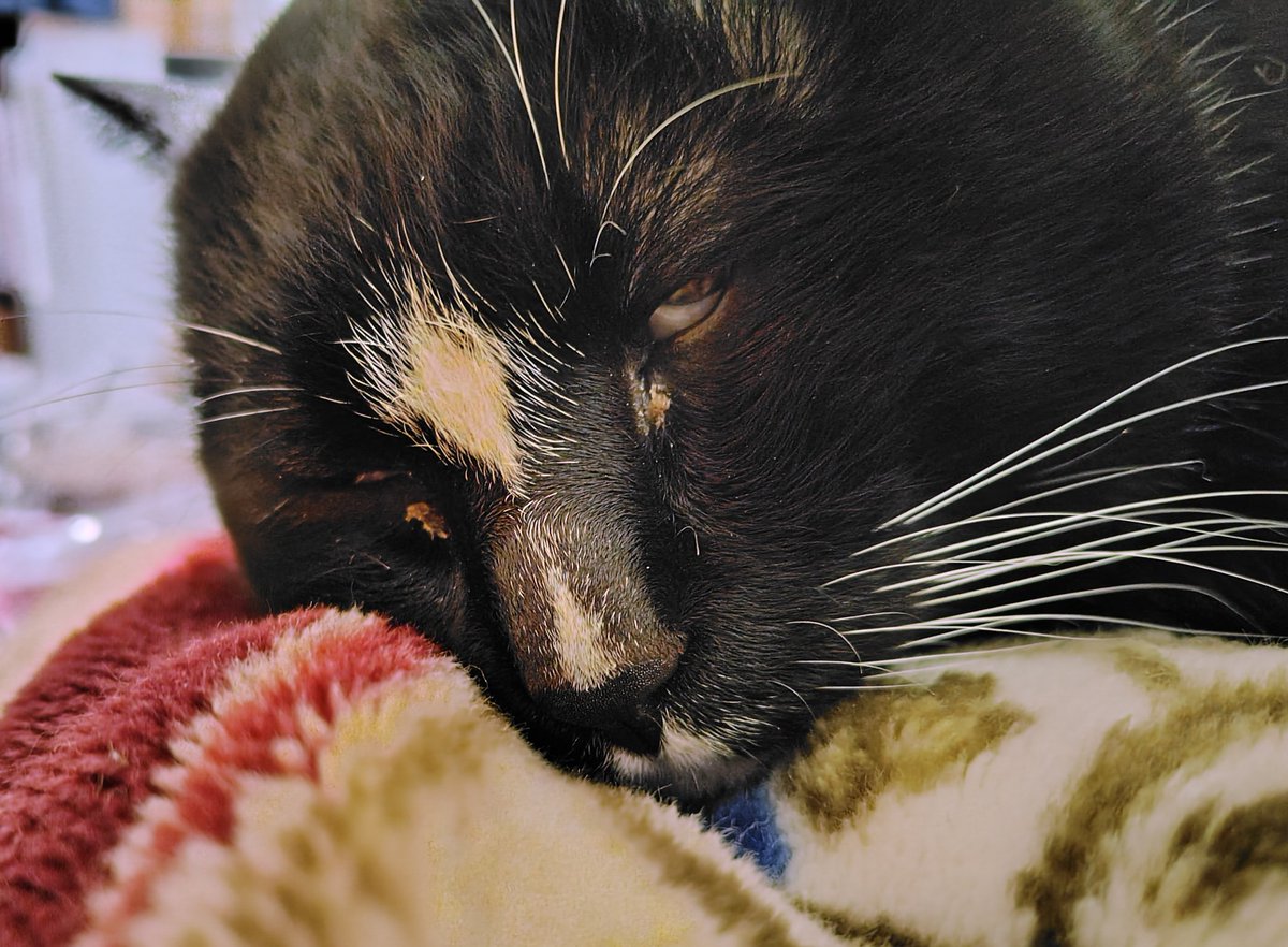 飼い主もお昼寝がしたい…