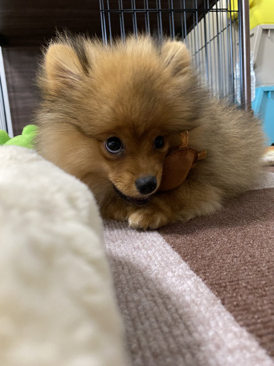 最近、新顔が増えました🐶