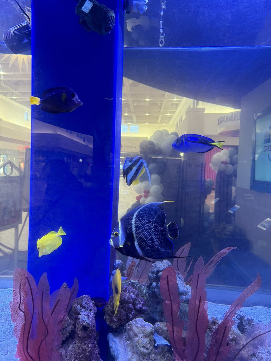 they had this at the mall?????