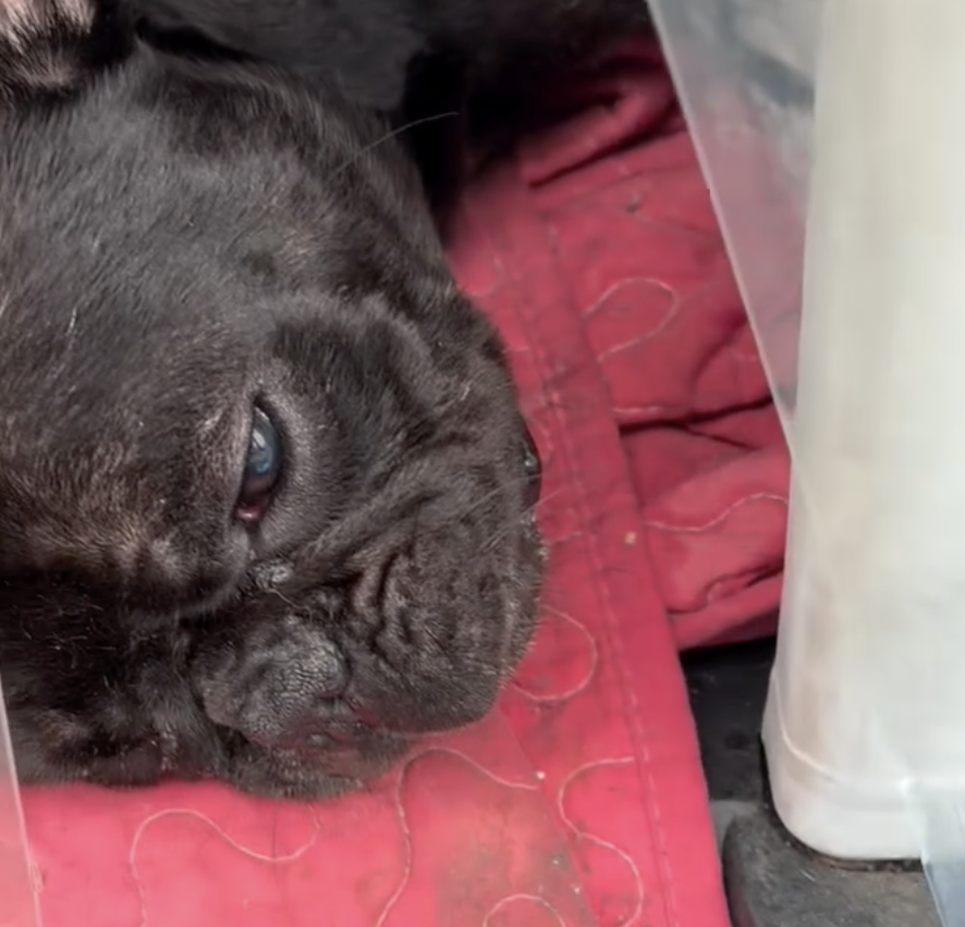 And here's just a FRACTION of the dogs we couldn't save in time. All dead. Died on the streets. Found in a garbage bag. Died in a shopping cart. Let me repeat. This is a fraction of a fraction of a fraction of the dogs that have died painfully and slowly on the streets of LA.