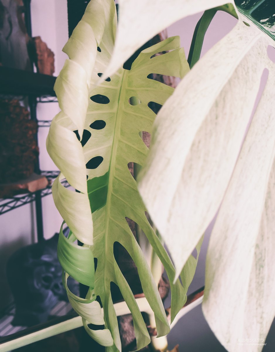私のモンステラ (@mymonstera) / Posts / X