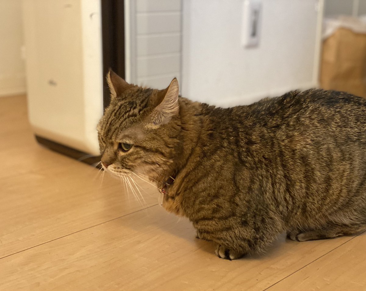 腎臓の調子が悪く、ここしばらく闘病中のあんころさんです。
食欲なく、今日も点滴をしてきました。苦手な通院、よく頑張っています。

点滴が溜まって足が埋もれていつもより短く見えます。
どうかごはん少しでも食べられるようになりますように。。