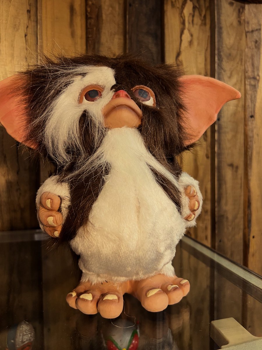 ギズモ🔥 なんとも言えない毛がかわいい😍 何個いてもいい⭐️ #ギズモ