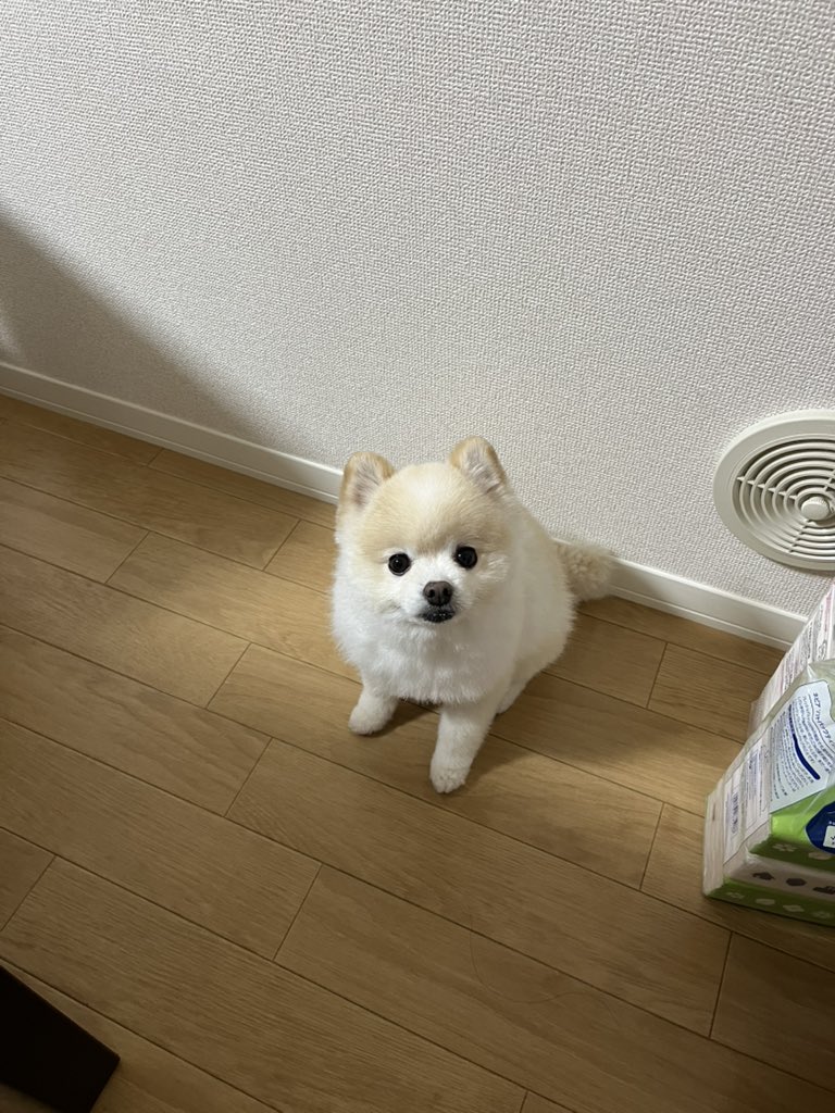 ぽんすけ大先生 (@yuyuyuyumee) / Posts / X