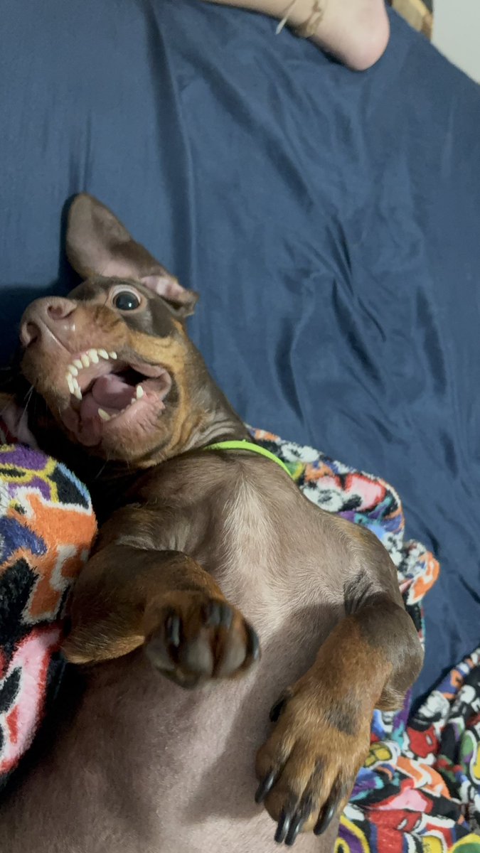 Reeh Fernanda tweet media