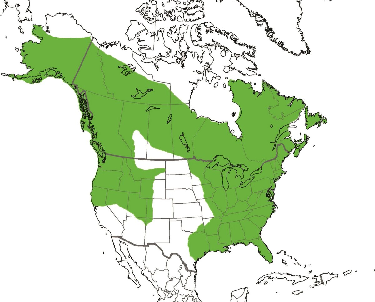 Know your state's Otter range.

I've never seen them, but hubs get on the lakes at the butt-crack of dawn, and he's seen them often.  Whole families, bebes and all.