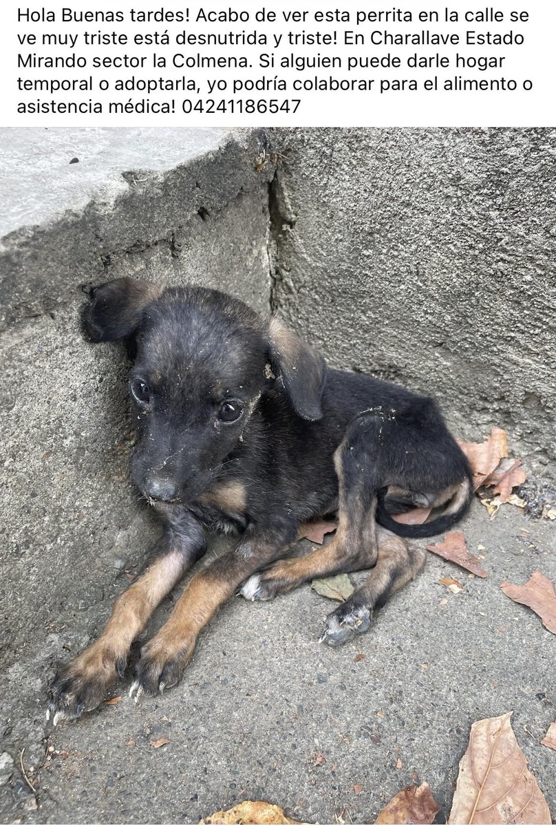 PerroUsuario's tweet photo. Busca hogar URGENTE RP @imjohnnygg: Hola muchachos, ayúdenme a difundir , necesita un hogar. La recogí para resguardar pero no me la puedo quedar  ya tengo dos perros y gatos! Ayúdenme. A encontrarle un hogar temporal o adopción, Miranda Charallave o Caracas la puedo trasladar! https://t.co/D0neD2VOTg