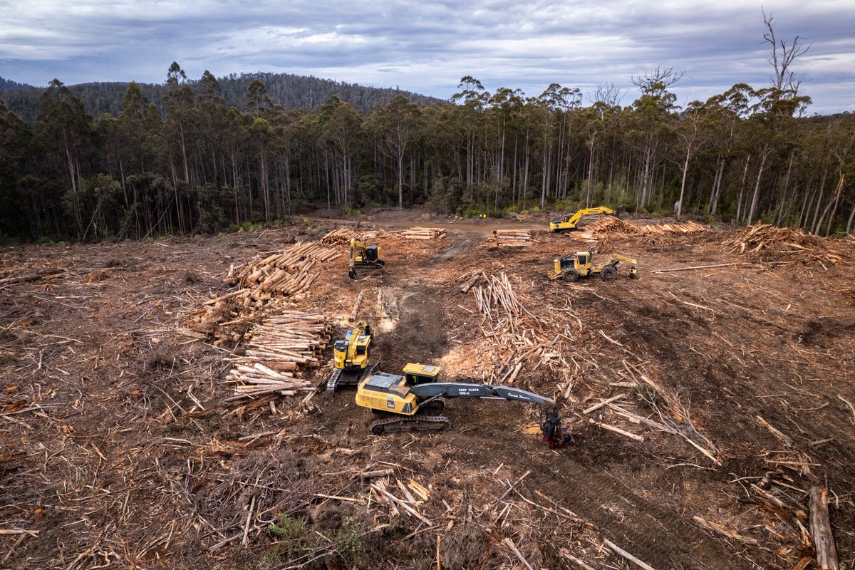 🚨 Forestry Tasmania has flattened this #SwiftParrot breeding forest in Wielangta, despite recordings proving their presence. Breeding trees splintered, habitat erased. This is how out-of-control logging is in Tasmania. #Endnativeforestlogging #politas