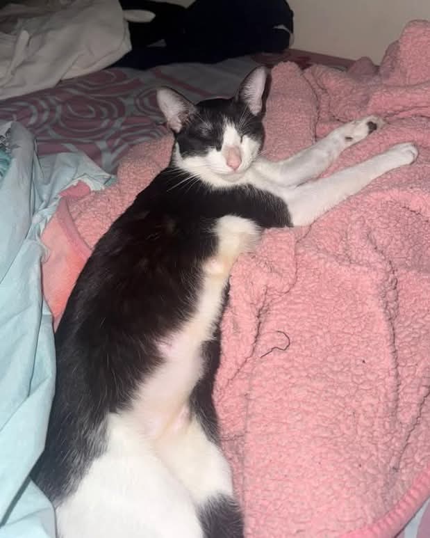 #Perdiamigato 📢📢📢
RT RT RT 

GATITA PERDIDA EN VILLA CRESPO!

Mi gatitas se perdió hoy a la mañana en villa crespo, en la calle Argañaras 57
Su nombre es Pachanga 
Si es que la llegan a ver pueden comunicarse al 1137642768

#gatitosperdidos