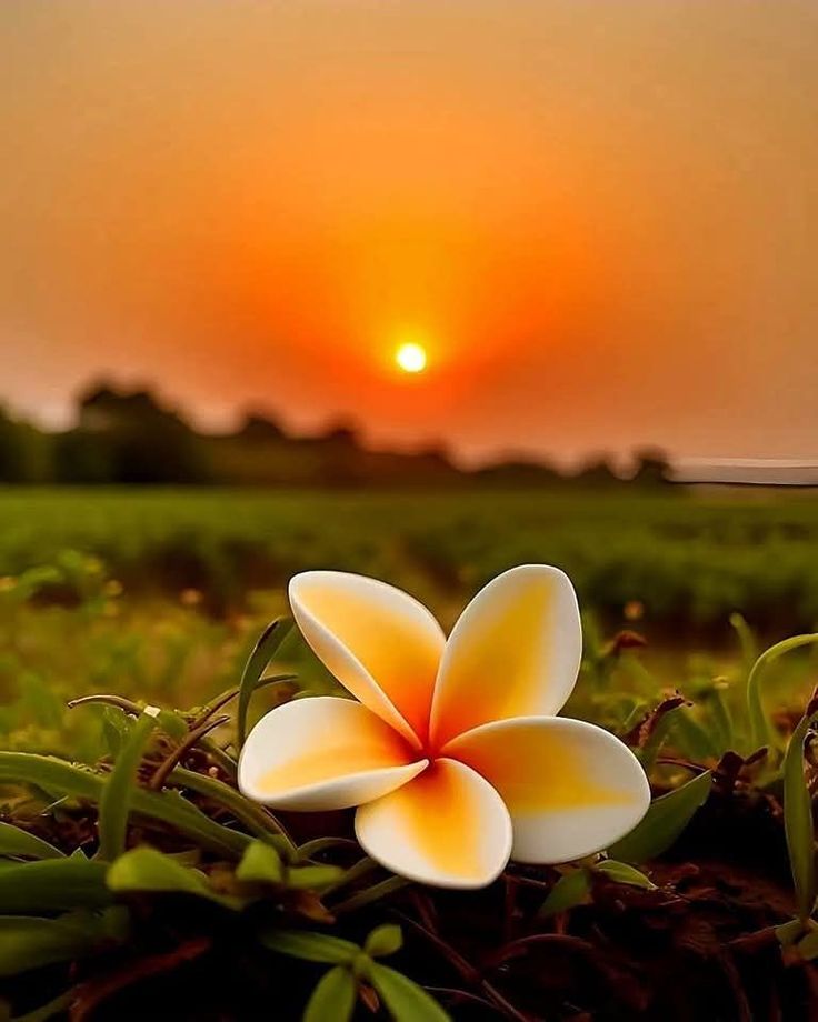 Good Morning 🌞 
Have A Nice Day May Allah Fullfil Your Life With Happiness 🙂
#GoodMorningEveryone 
#MorningRoutine