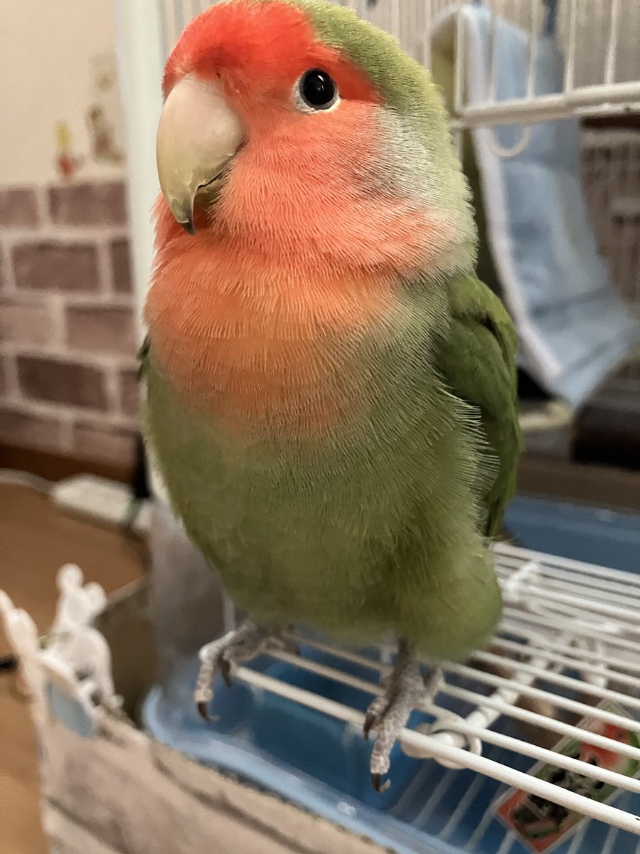 おはようございます☁️
糸ちゃんモフモフだね！🦜
今週も宜しくお願いします😊