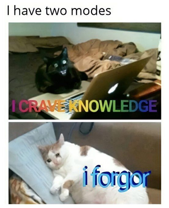 Cat TikToks (@cattiktoks) on Twitter photo 