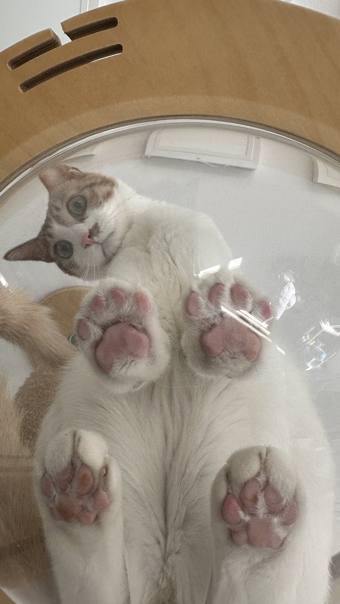 젤리얼먹하실분?