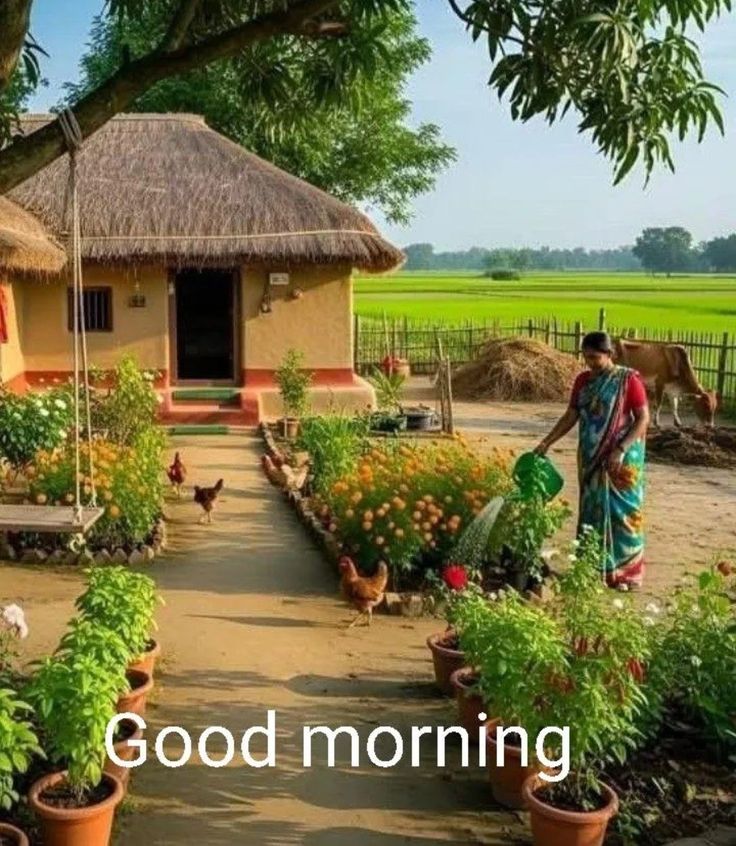 गाँव की सुबह का खूबसूरत नजारा शहर की हलचल से दूर यहां सुकून और आराम है घर हो तो गांव में हो शहरों में तो सिर्फ मकान होतें है!

#सुप्रभात 
#GoodMorningX 🌄