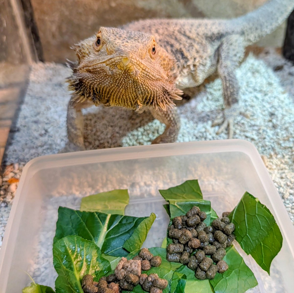 RYB33_'s tweet photo. お久しぶりです。
去年6月に父親が亡くなり、10月に愛犬が亡くなり、今年1月に母親がくも膜下出血で倒れ、バタバタしていましたが、生き物達はクーリング明けたのでお世話再開です。
食欲旺盛な子、お野菜に異議を唱える子、まだ眠い子と様々です。
今年はアオジタとシシバナの繁殖をしてみたい。 https://t.co/qtkT7X9jv2