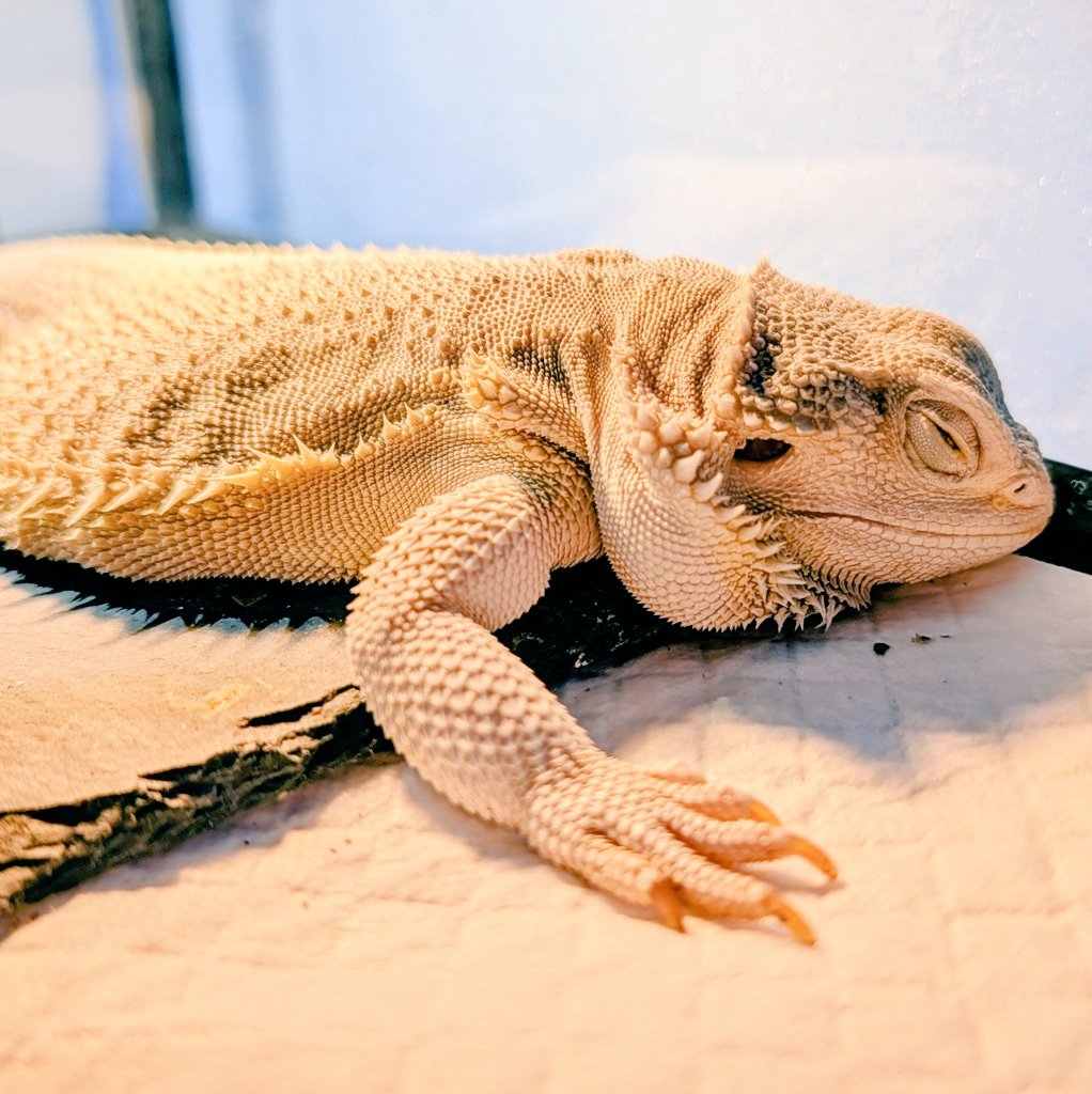 お久しぶりです。
去年6月に父親が亡くなり、10月に愛犬が亡くなり、今年1月に母親がくも膜下出血で倒れ、バタバタしていましたが、生き物達はクーリング明けたのでお世話再開です。
食欲旺盛な子、お野菜に異議を唱える子、まだ眠い子と様々です。
今年はアオジタとシシバナの繁殖をしてみたい。