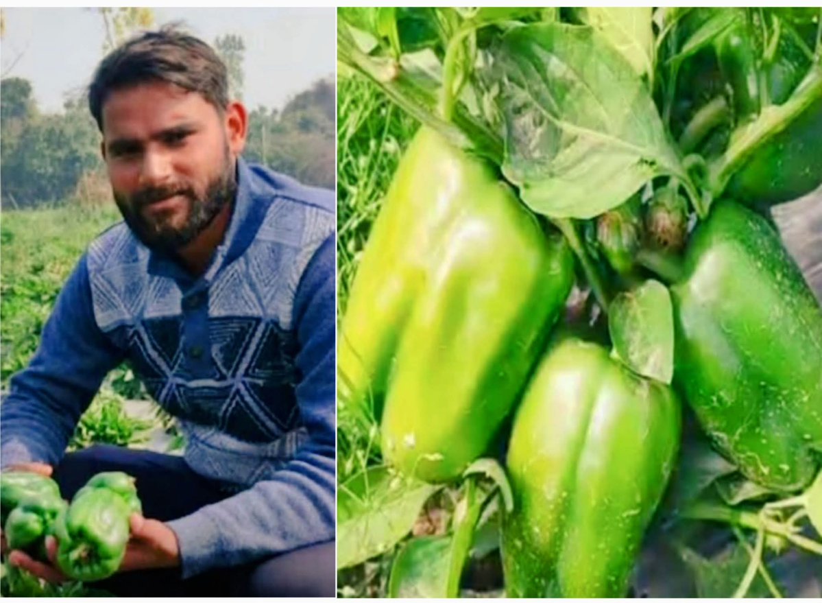 सफलता का मतलब सरकारी नौकरी ही नहीं होती, नवीन जैसे शिमला मिर्च उगा कर कमा सकते हैं 

नवीन  मौर्य जो  सरकारी नौकरी की तैयारी करते थे लेकिन सफलता हाथ नहीं लगी

फिर नवीन मल्टी टास्किंग तकनीकी का उपयोग करके शिमला की खेती शुरू किए जोकि आधुनिक विधि का उपयोग करके उगाना शुरू किया।

अभी