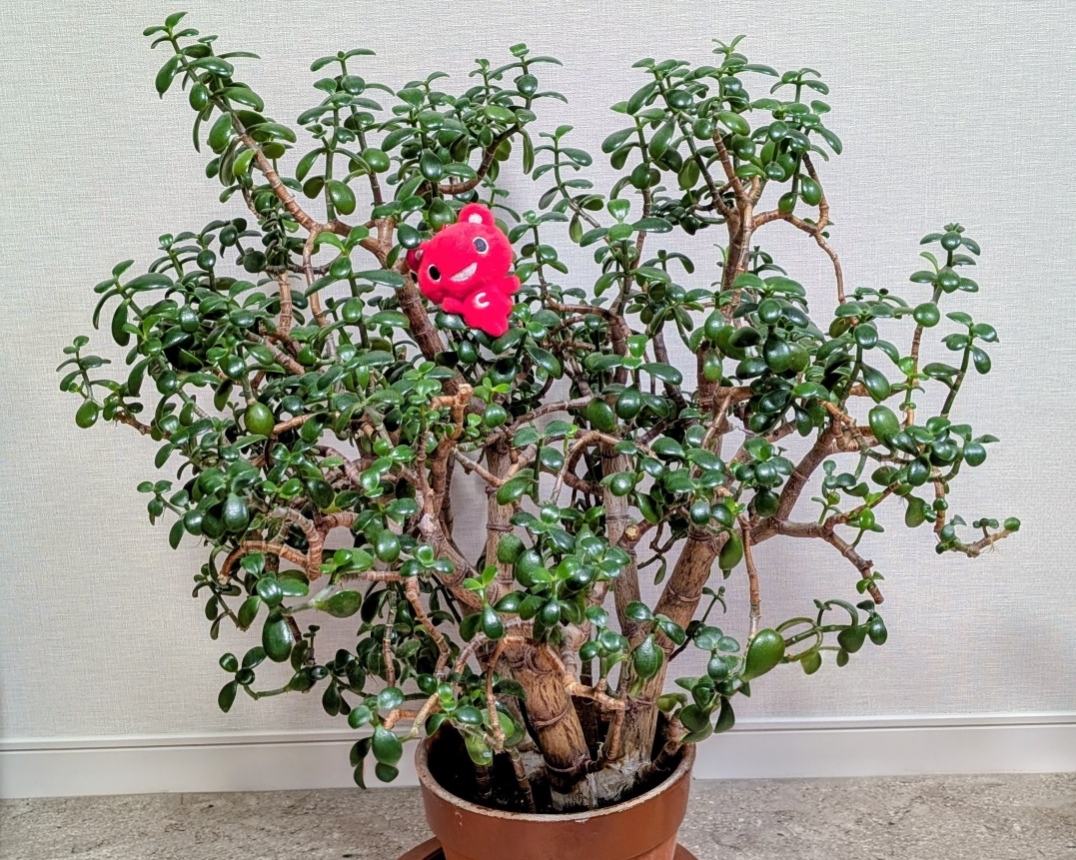 #金のなる木

11月から2月に花が咲くそうなのですが　数年前我が家にやってきてから一度も咲いてくれません...😭
株は大きくなっているので植え替えながら気長に待ちたいと思います...