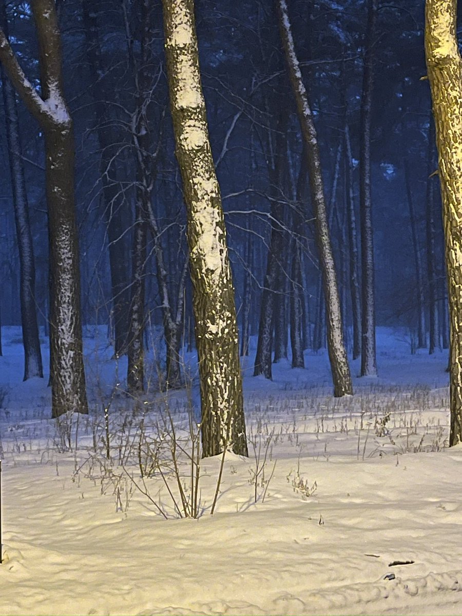 ‌PORCELAIN tweet media