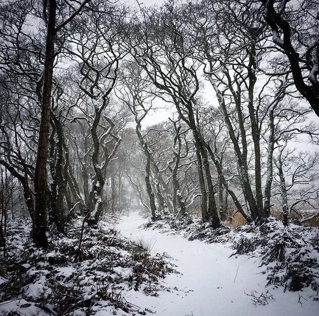 AilishSinclair's tweet image. That is my favourite bit of path in the woods by my house. It’s also the most productive. When I get stuck with a storyline or a finicky little plot detail that just won’t iron out, that’s where I go… More: ailishsinclair.com/2022/12/oh-to-…

#MondayBlogs #amwriting