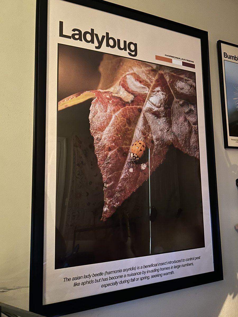 liamsfw's tweet photo. posters I made of my bug pics o.O https://t.co/dJdTXRN7vV