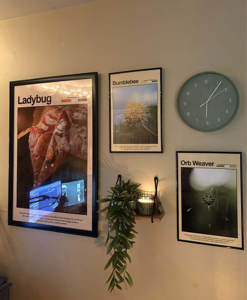 liamsfw's tweet photo. posters I made of my bug pics o.O https://t.co/dJdTXRN7vV
