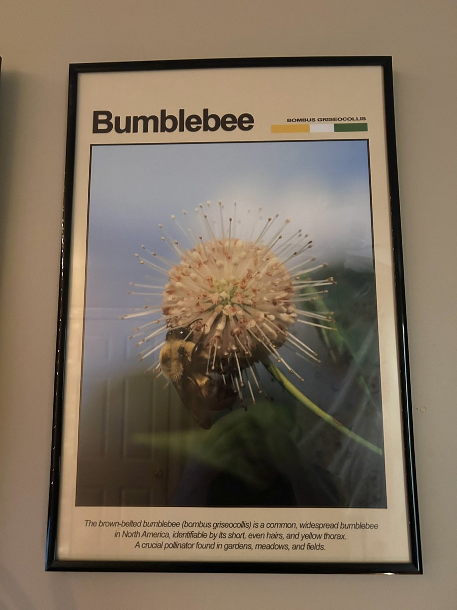 liamsfw's tweet photo. posters I made of my bug pics o.O https://t.co/dJdTXRN7vV