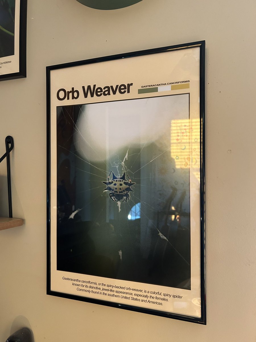 liamsfw's tweet photo. posters I made of my bug pics o.O https://t.co/dJdTXRN7vV