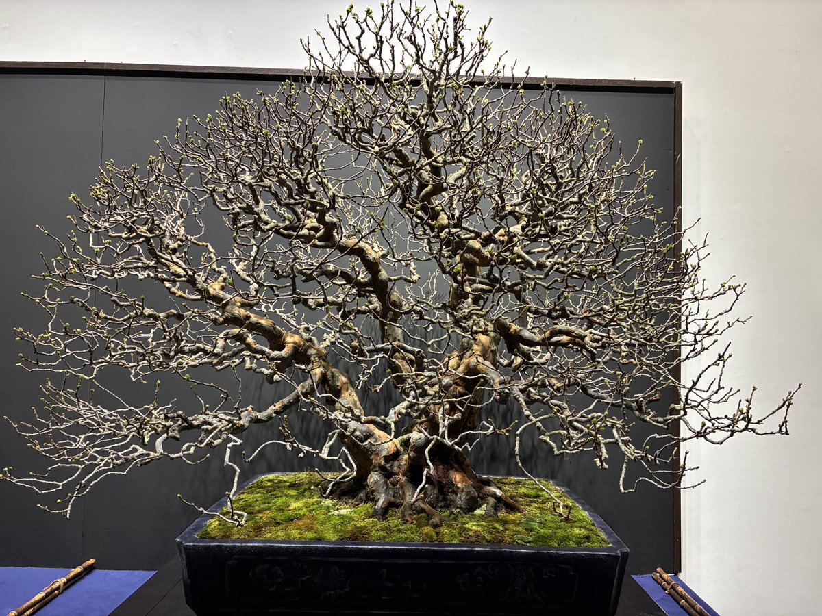 雑木はやっぱり葉が落ちて枝ぶりが見えてるこの時期のものが好きだなぁ